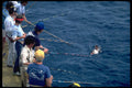 511071 Cranking Grouper, San Benitos Islands, H & M Charter Boat A4 Photo Print