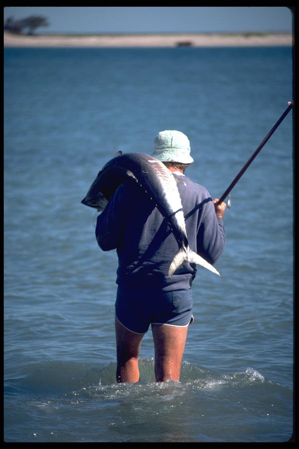 511073 King Mackerel, Indian Ocean, Australia A4 Photo Print