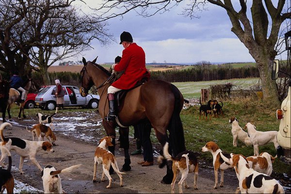 511090 Huntsman With Hounds, England A4 Photo Print