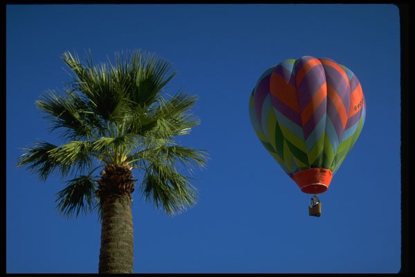 512049 Hot air Balloon Framed By Palm Tree, Arizona, U.S.A. A4 Photo Print