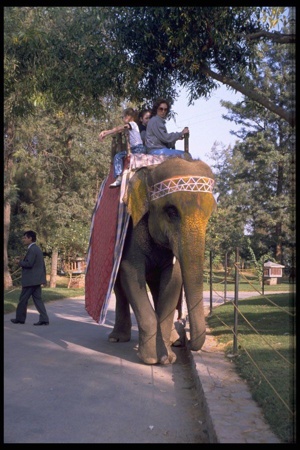 512052 Indian Elephant And Passengers, Agra, India A4 Photo Print