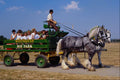 512087 Shire Horse Ride, Britain A4 Photo Print