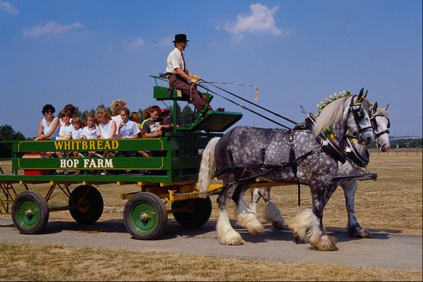 512087 Shire Horse Ride, Britain A4 Photo Print