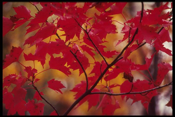 513000 Maple Red A4 Photo Print