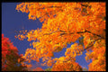 513001 Autumn Landscape, New England A4 Photo Print