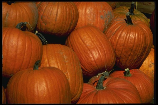 513002 Pile Of Pumpkins A4 Photo Print