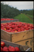 513003 Famous Fall Annapolis Valley Apple Harvest, Canada A4 Photo Print