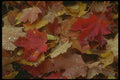 513005 Maple Leaves After Rainfall A4 Photo Print