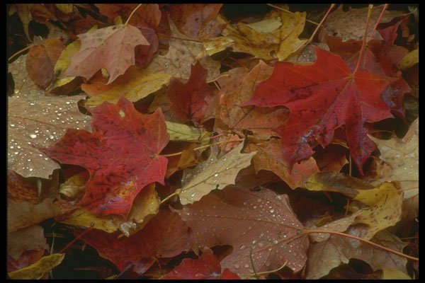 513005 Maple Leaves After Rainfall A4 Photo Print