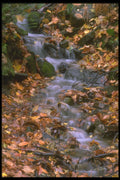 513006 Cascade A4 Photo Print