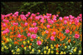 513015 Spring Flowers A4 Photo Print