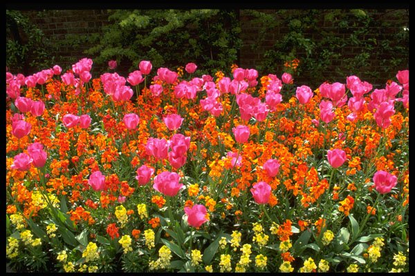 513015 Spring Flowers A4 Photo Print