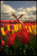 513016 Tulip Field, Oregon A4 Photo Print