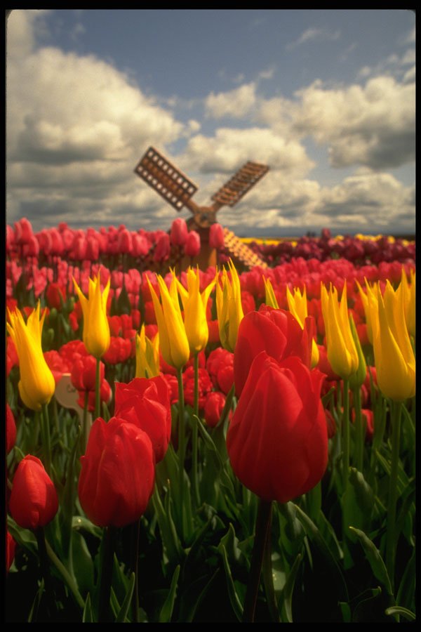 513016 Tulip Field, Oregon A4 Photo Print