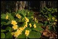 513017 A Selection Of Spring Flowers, England A4 Photo Print