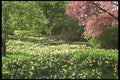 513019 Spring Blossoms A4 Photo Print