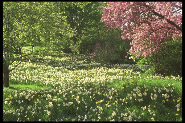 513019 Spring Blossoms A4 Photo Print