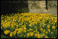 513020 Spring Daffodils, Lincoln Castle, England A4 Photo Print