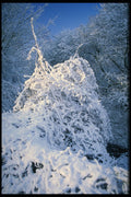 513029 Snow covered Bush, England A4 Photo Print