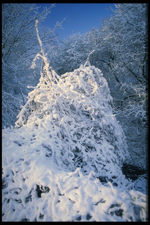 513029 Snow covered Bush, England A4 Photo Print