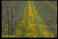 513034 Tree Nursery In The Spring With Dandelions A4 Photo Print