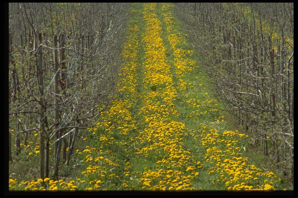 513034 Tree Nursery In The Spring With Dandelions A4 Photo Print