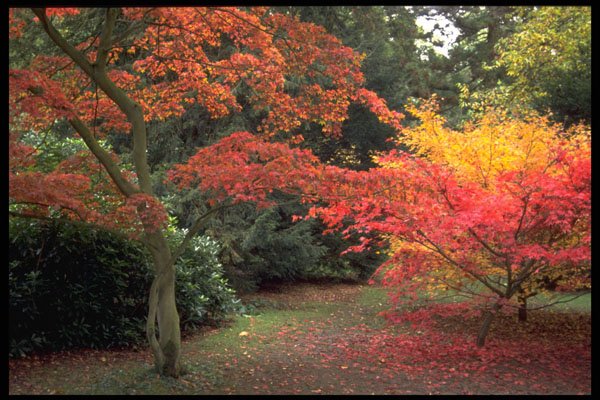 513042 Autumn Trees, England A4 Photo Print