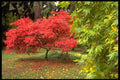 513043 Autumn Trees, England A4 Photo Print