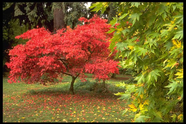 513043 Autumn Trees, England A4 Photo Print