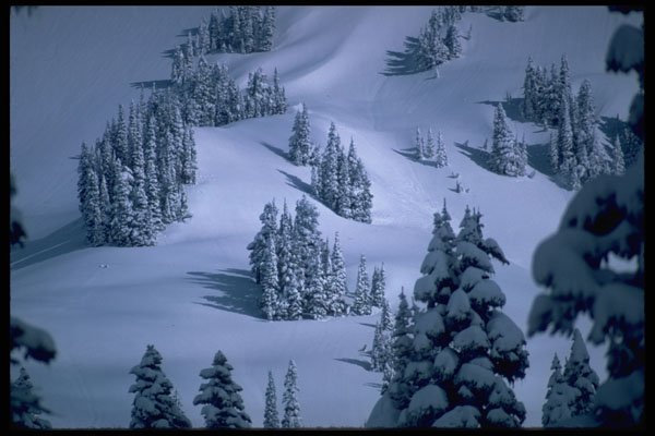 513046 Paradise Valley Winter Clusters, Washington A4 Photo Print