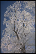 513051 Winter Tree, England A4 Photo Print