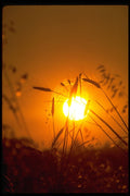 513058 Wheat Against The Sun A4 Photo Print