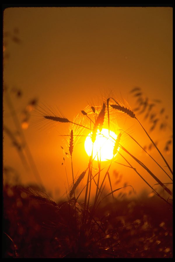 513058 Wheat Against The Sun A4 Photo Print
