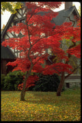 513060 Colorful Japanese Maple Tree A4 Photo Print