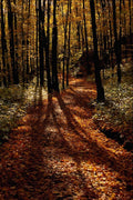 513062 Autumn Path A4 Photo Print