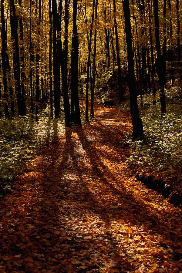 513062 Autumn Path A4 Photo Print