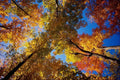 513063 Towering Deciduous Trees A4 Photo Print