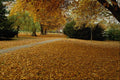 513065 Autumn Leaves, Oxford, England A4 Photo Print
