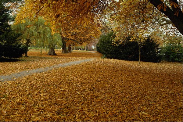 513065 Autumn Leaves, Oxford, England A4 Photo Print