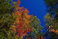 513067 Fall Foliage, New York A4 Photo Print