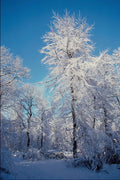 513071 Winter Snow Scene A4 Photo Print