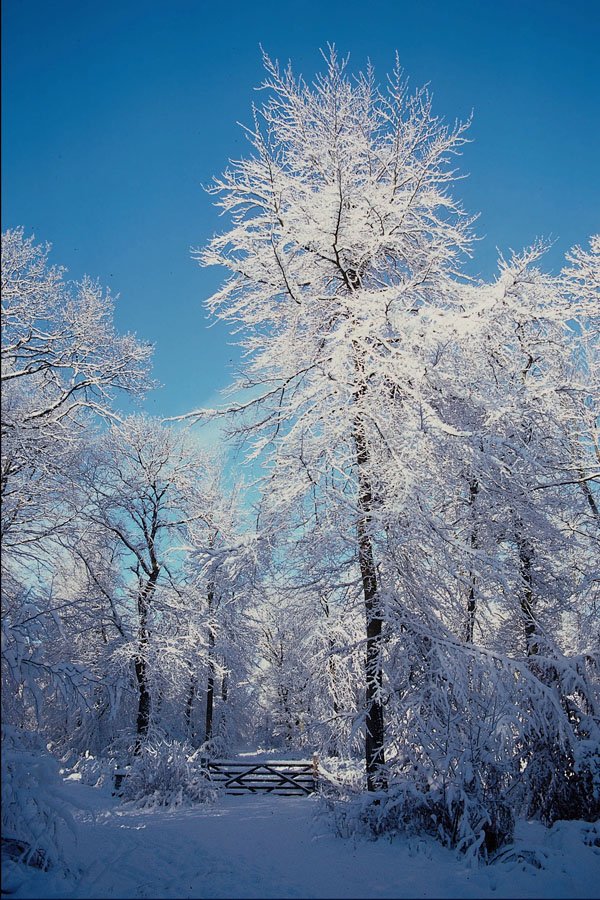 513071 Winter Snow Scene A4 Photo Print