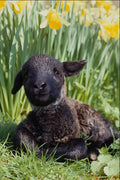 513077 Lamb In Springtime, England A4 Photo Print