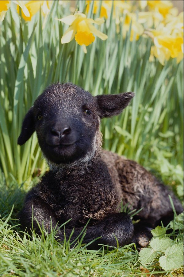 513077 Lamb In Springtime, England A4 Photo Print