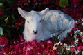 513078 Lamb In Springtime, England A4 Photo Print