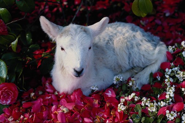 513078 Lamb In Springtime, England A4 Photo Print