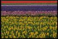 513079 Holland In Springtime A4 Photo Print
