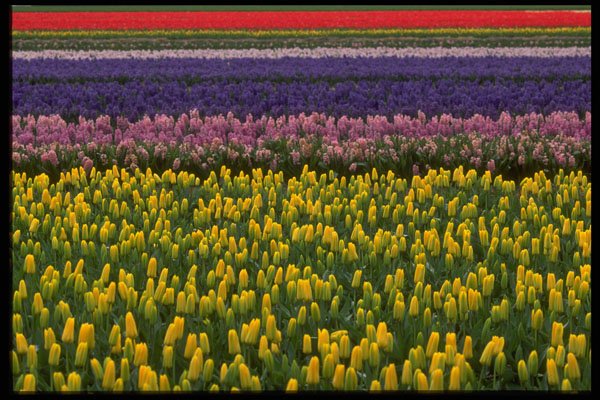 513079 Holland In Springtime A4 Photo Print