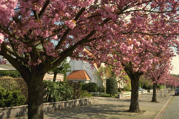 513080 Japanese Cherry Tree A4 Photo Print