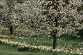 513081 Apple And Daffodil Blossoms, Rockliffe Park, Ottawa, Canada A4 Photo Print